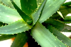 aloe-vera-gegen-pickel-akne